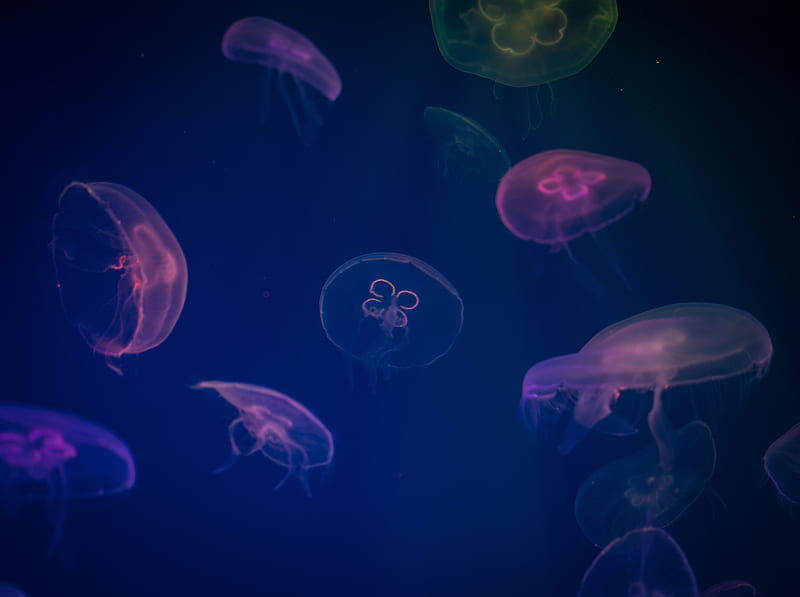 Jellyfish Digital Art, jellyfish, underwater, animals, artist, artwork, digital-art, HD wallpaper