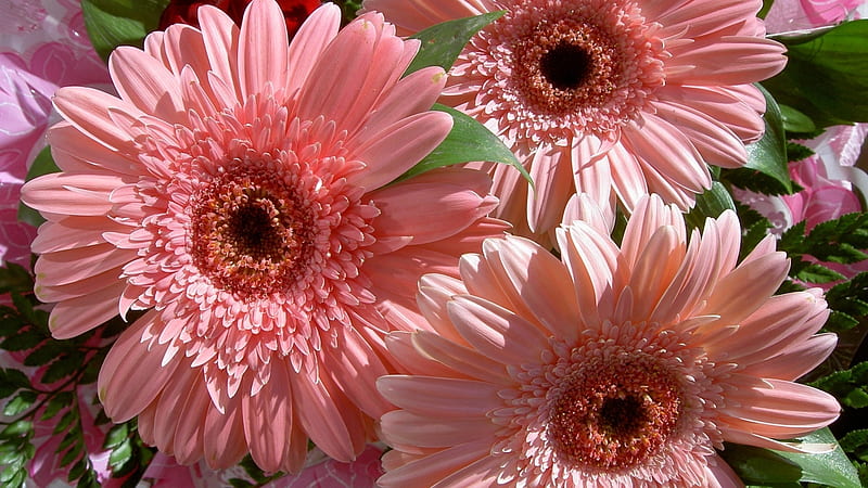Gerbera, suave, flores, rosa, ramo, Fondo de pantalla HD | Peakpx