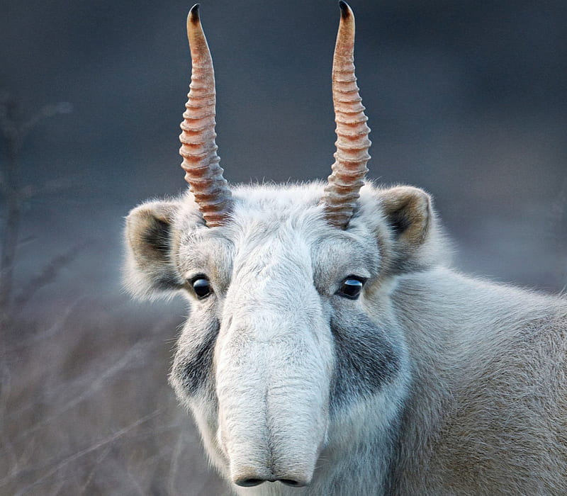 Saiga Antelope, Saiga, Endangered, Antelope, Critically, HD wallpaper