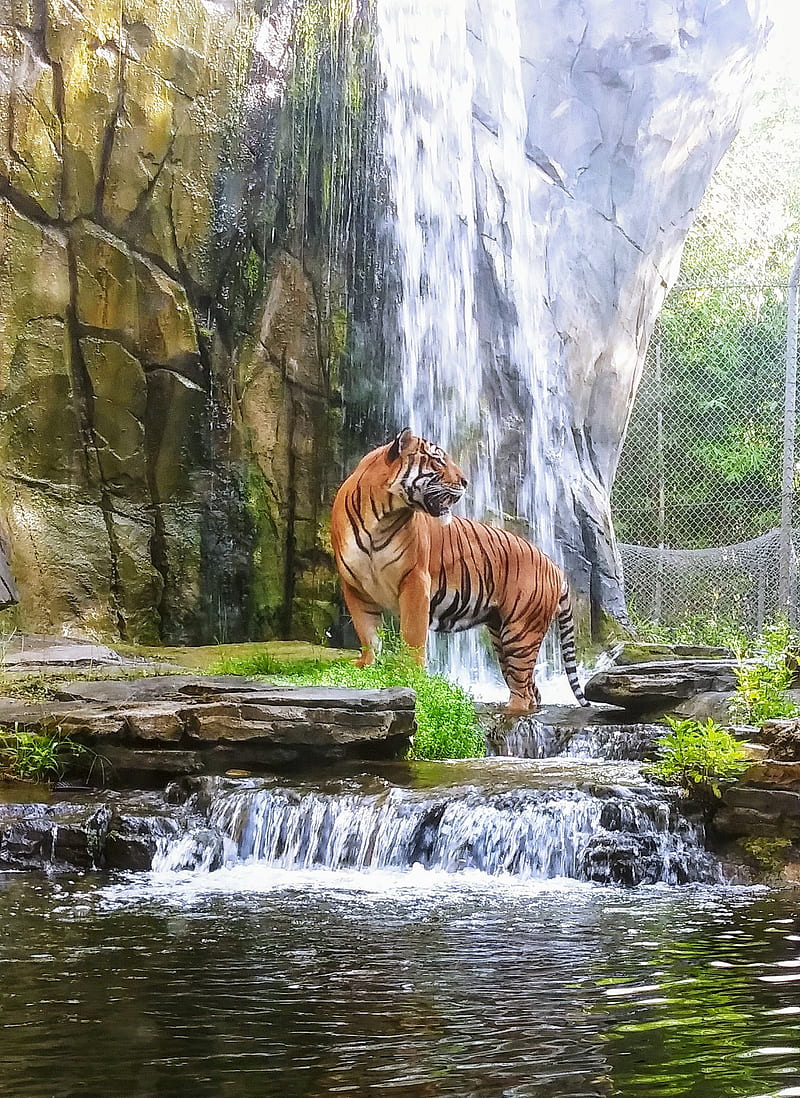 Jaya- tiger jax zoo, animal exótico, cascada, Fondo de pantalla de teléfono  HD | Peakpx