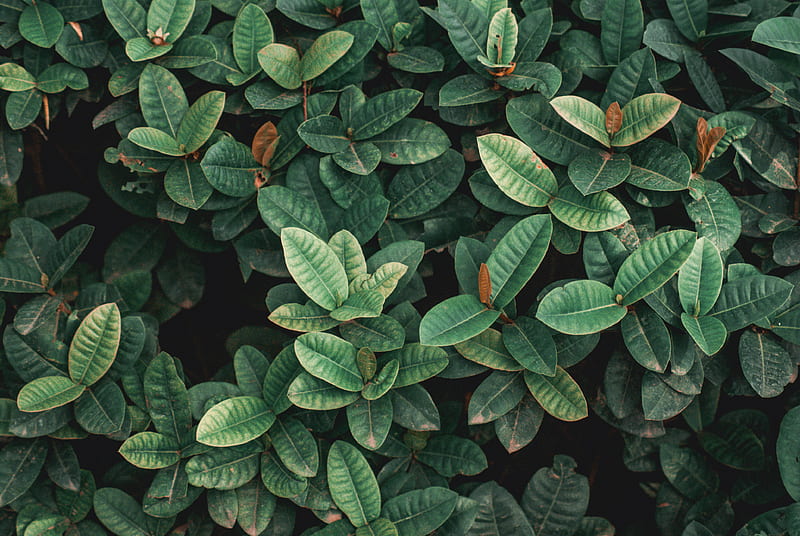 Green plants, HD wallpaper | Peakpx