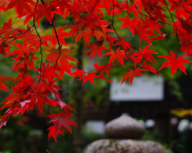 Maple Leaves , galaxy, garden, nature, new, note, red, HD wallpaper