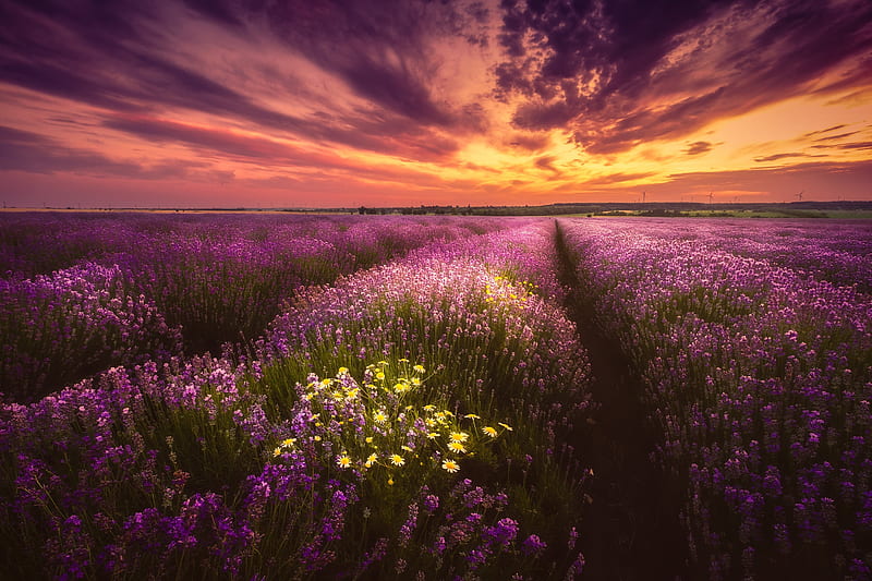 Flowers, Lavender, Field, Purple Flower, Sunset, HD wallpaper