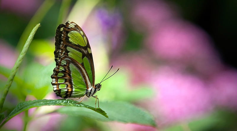 Pretty Green Malachite Butterfly, pretty, butterflies, green, animals, HD wallpaper