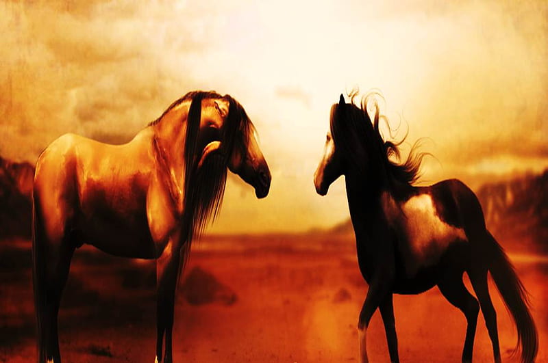 Horses in the Desert, desert, pinto, animals, horses, HD wallpaper