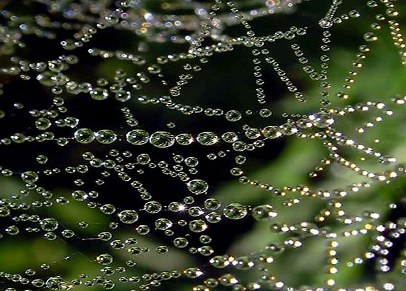 Drops on web, naute, green, web, drops, rain, spider, HD wallpaper