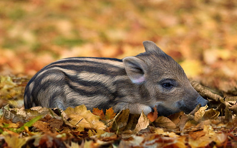 small wild boar, forest, autumn, yellow leaves, funny animals, wild boars, pigs, HD wallpaper