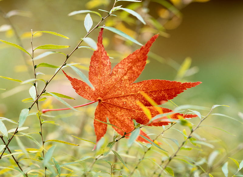 Autumn Delicacy!, fall, autumn, color, beauty, season, field, leaf, HD wallpaper