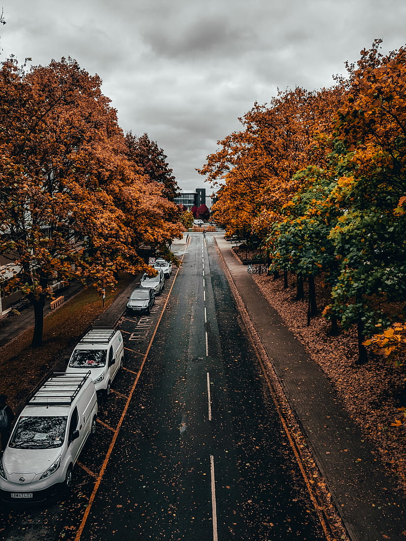 road, trees, autumn, street, alley, HD phone wallpaper