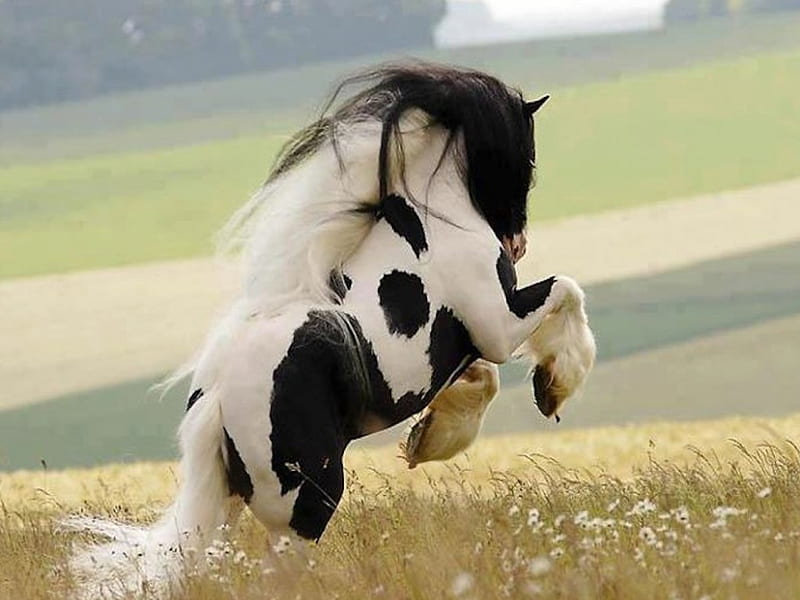Black & White Beauty Galloping thru Field, spotted, black and white, bonito, gallop, horse, field, HD wallpaper