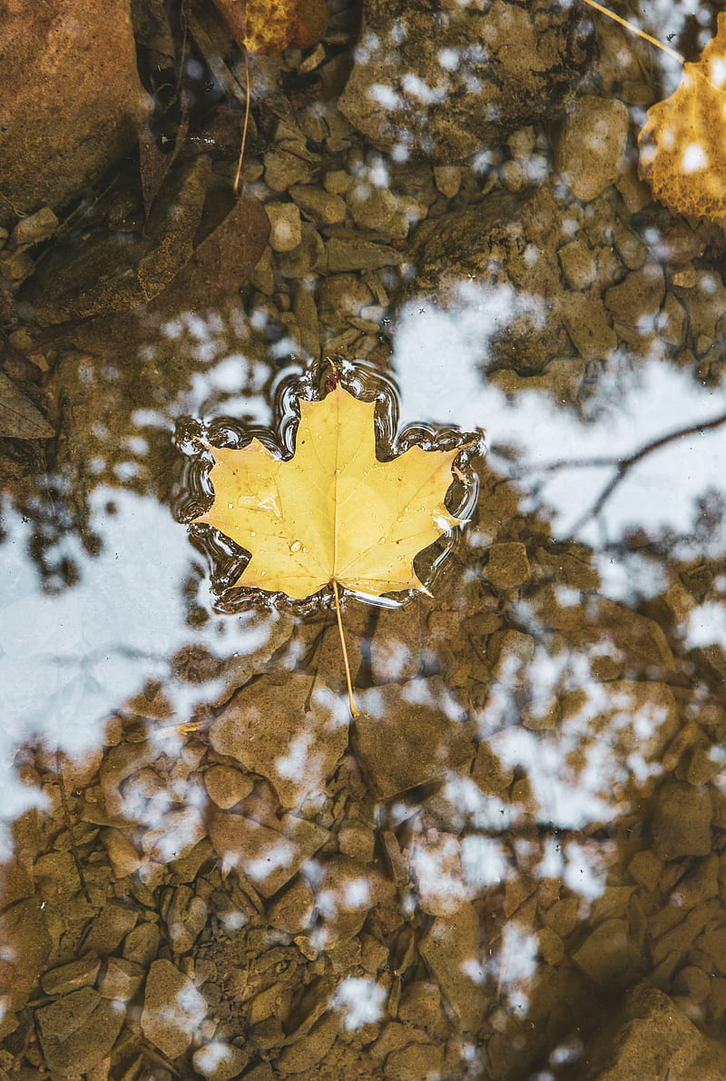 maple, leaf, macro, water, HD phone wallpaper