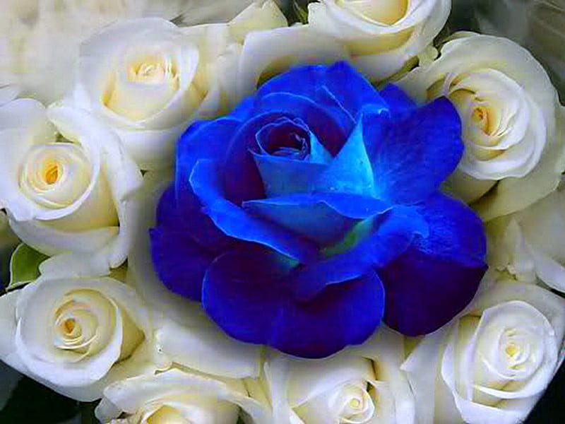 Rosas azules y blancas, rosa azul, rosa, flores, rosas blancas, Fondo de  pantalla HD | Peakpx