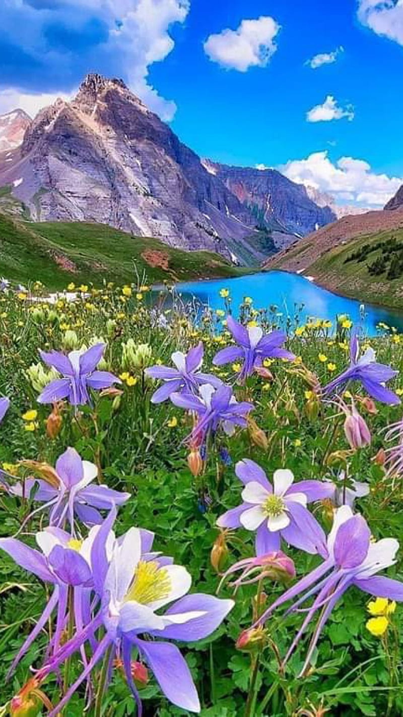 Nature, autumn, flowers, imagine, lake, landscape, landscapes, HD phone  wallpaper | Peakpx