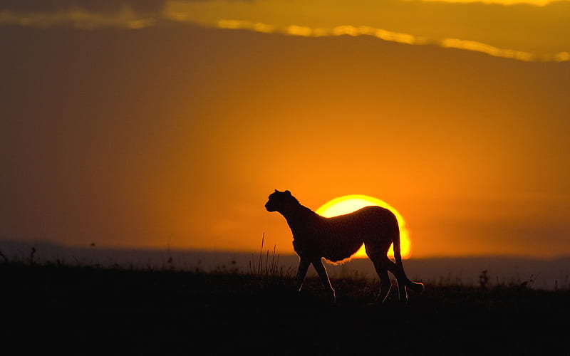 Serengeti, pretty, cheetah, sun, sunset, clouds, africa, land, evening, animals, desert, dawn, horizon, sunlight, park, nature, cats, grassland, HD wallpaper