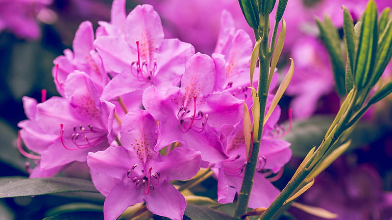 Pink Purple Rhododendron Flowers Green Leaves Pink Aesthetic, HD wallpaper