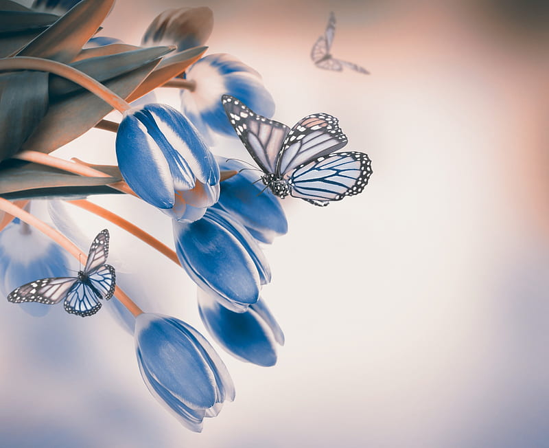 Tulipanes y mariposas azules, flores, mariposas, capullos, tulipanes azules,  Fondo de pantalla HD | Peakpx