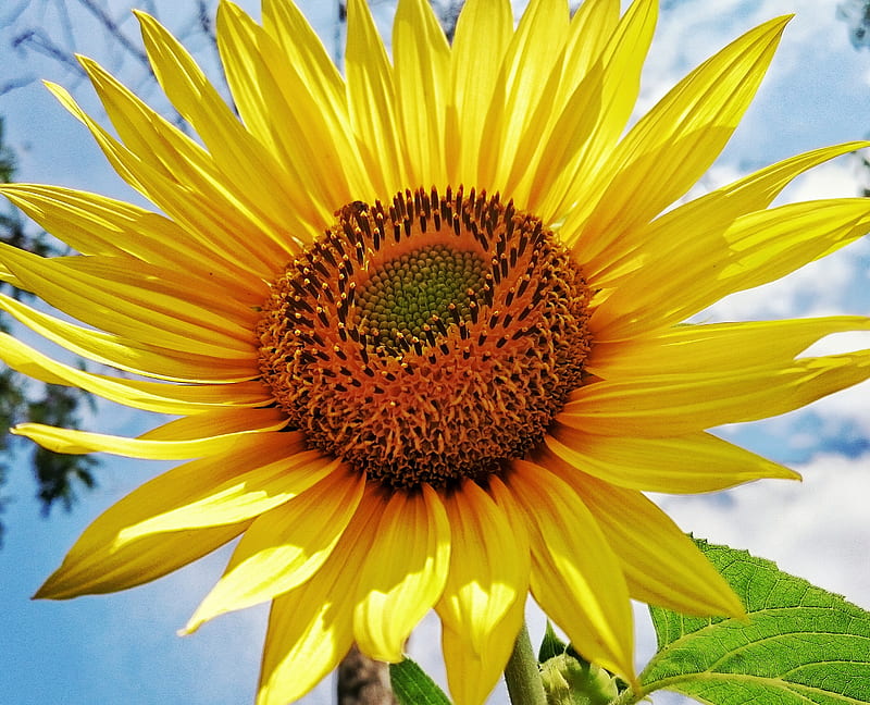 sunflower, health, nature, seeds, yellow, HD wallpaper
