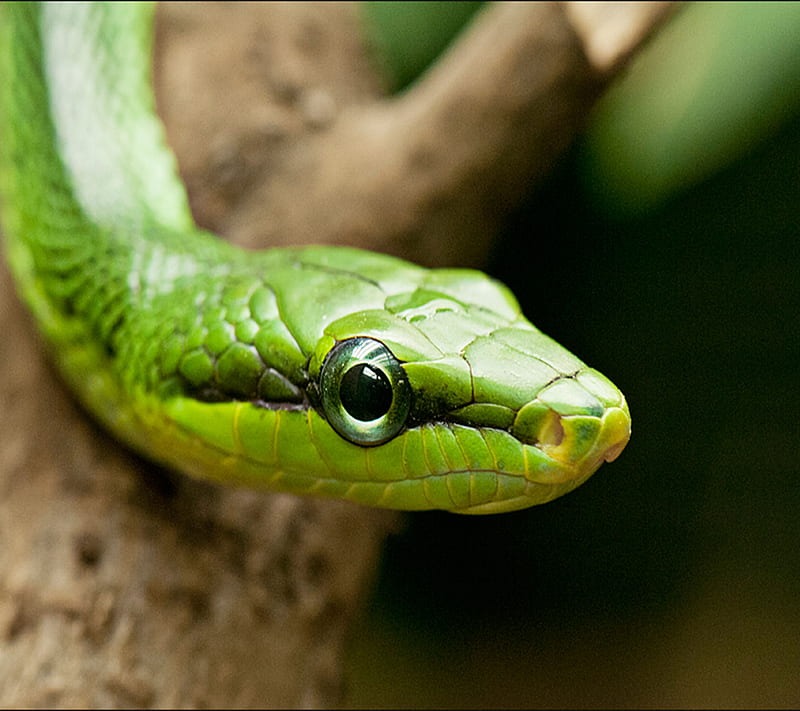 Snake, green, HD wallpaper | Peakpx