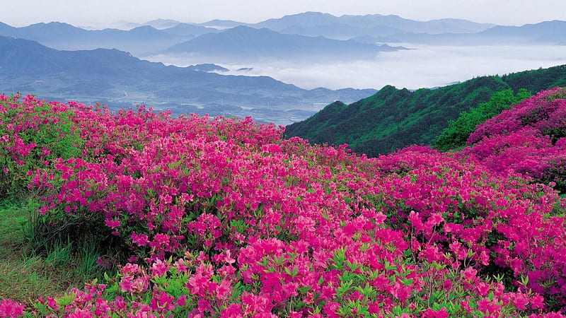 Rhododendrons on the Hills, mountain, hills, cool, rhododendrons, flowers, nature, HD wallpaper