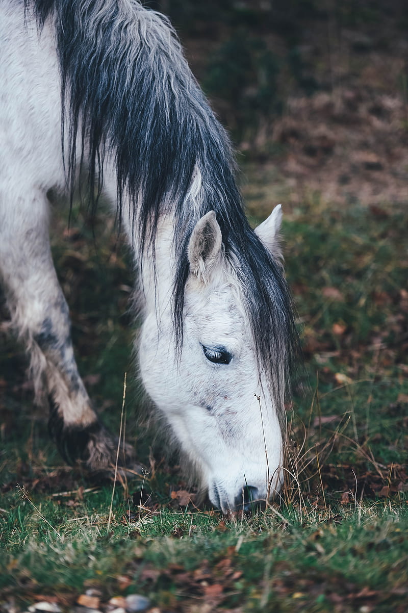 white horse grazing on grass in selective focus graphy, HD phone wallpaper