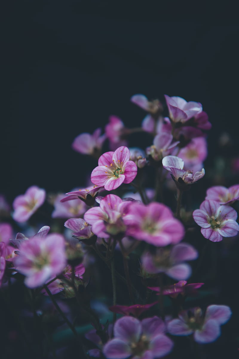 geranium, flower, purple, bloom, plant, decorative, HD phone wallpaper