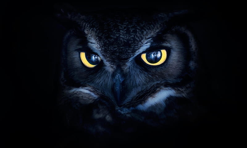 Owl Eyes, Owl, eyes, dark, Staring, bird, black, HD wallpaper | Peakpx