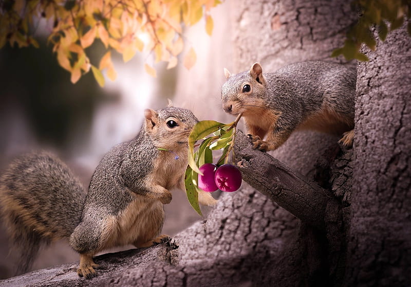 Squirrel, animals, cute, forest, funny, nice, HD wallpaper | Peakpx