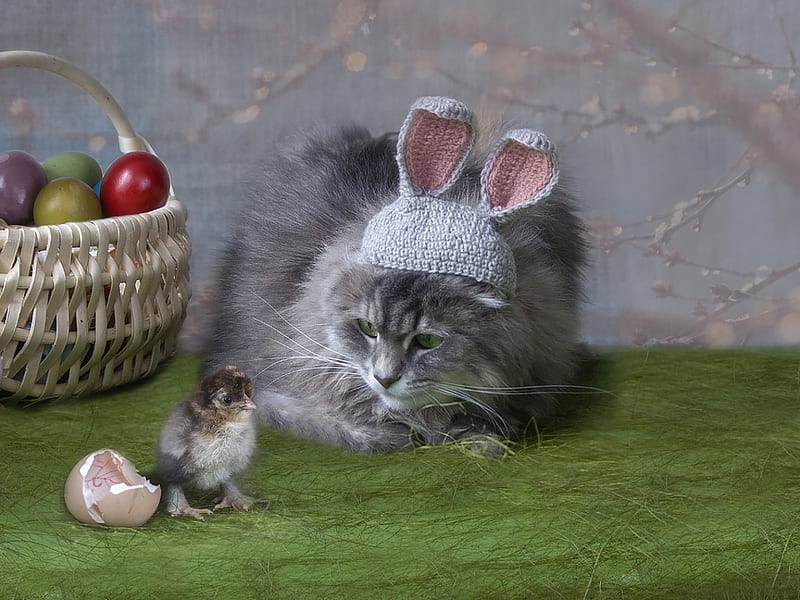 A gift from the Easter egg, daykiney, chicken, ears, easter, cat, animal, egg, cute, green, basket, bunny, pisica, HD wallpaper