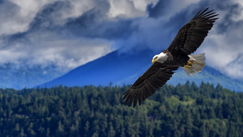 Bald Eagle, forest, nature, trees, animals, HD wallpaper | Peakpx