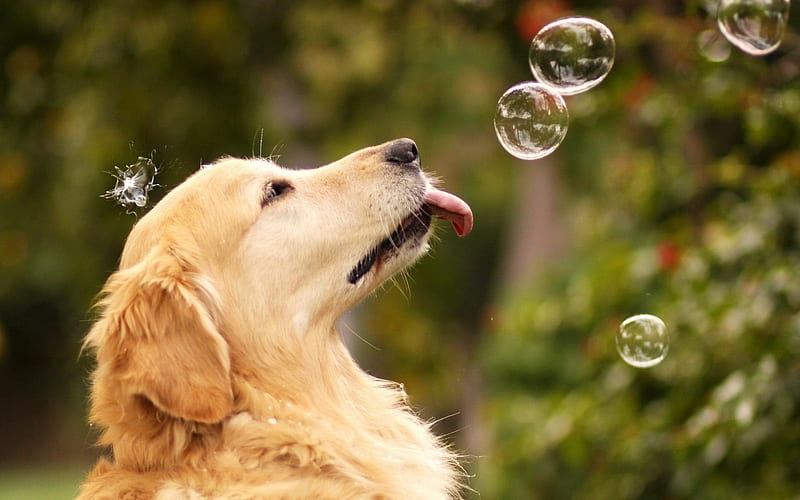 Licking Bubbles, retriver, bubbles, golden, dog, HD wallpaper