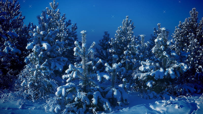 arboles cubiertos de nieve, mountain, trees, sky, snow, HD wallpaper