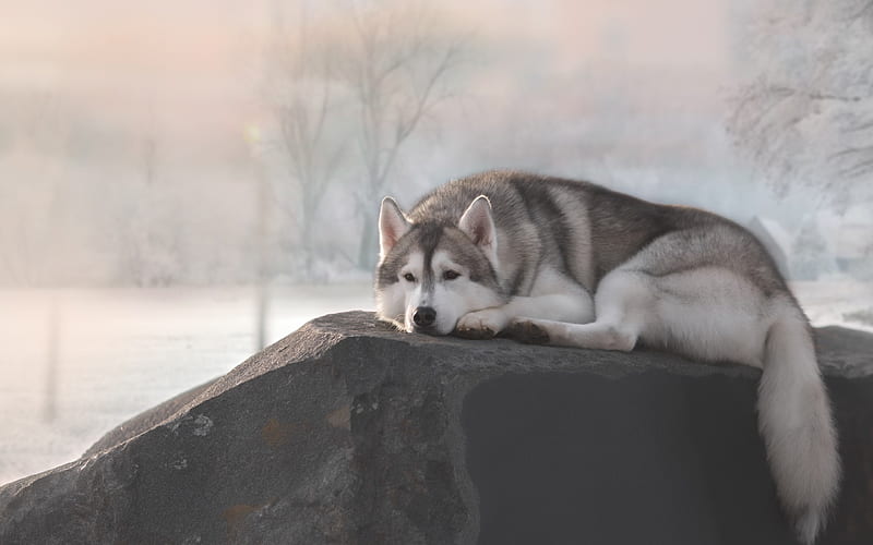 Siberian Husky, stone, pets, Husky, cute animals, Husky Dog, dogs, Siberian Husky Dog, HD wallpaper