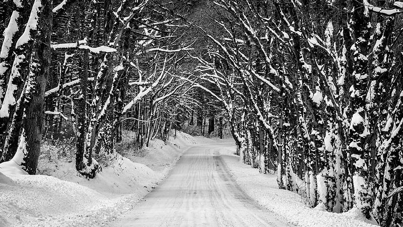 Road Between Trees Covered With Snow During Winter Nature, HD wallpaper