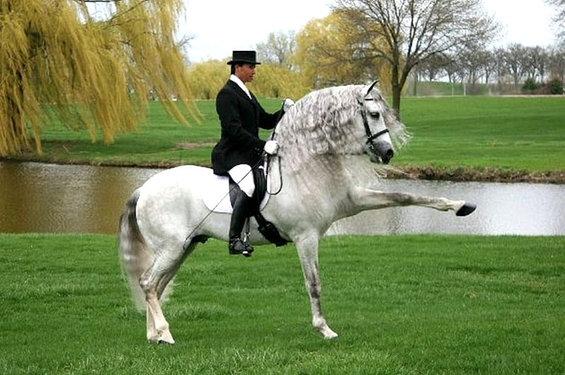 Top Dressage 1, gris, dressage, andalusian, horses, spanish, HD wallpaper