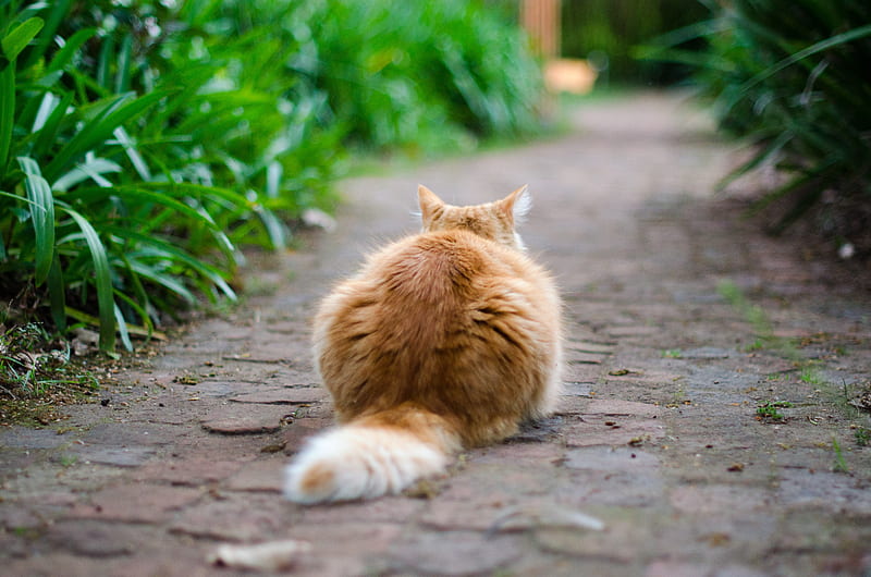 selective focus graphy of brown tabby cat on pathway, HD wallpaper