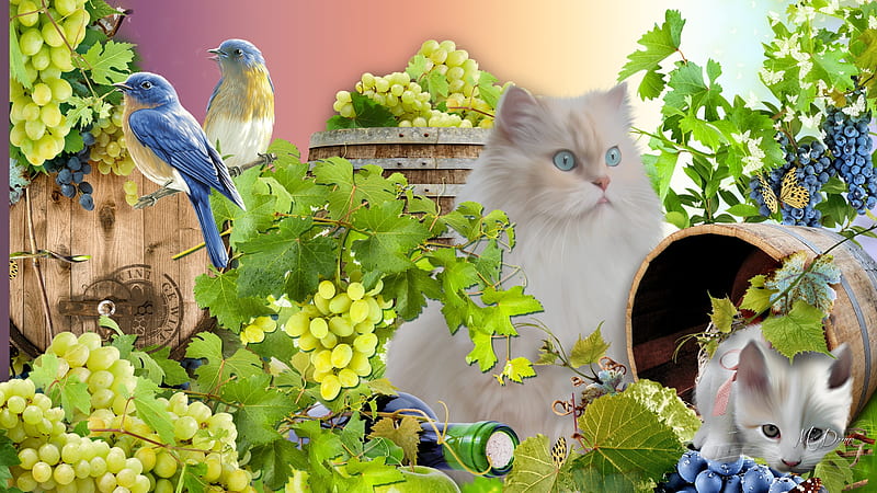Wine Country, blue birds, wine, blueberries, casks, grapes, bird, kitten, cats, Firefox Persona theme, HD wallpaper