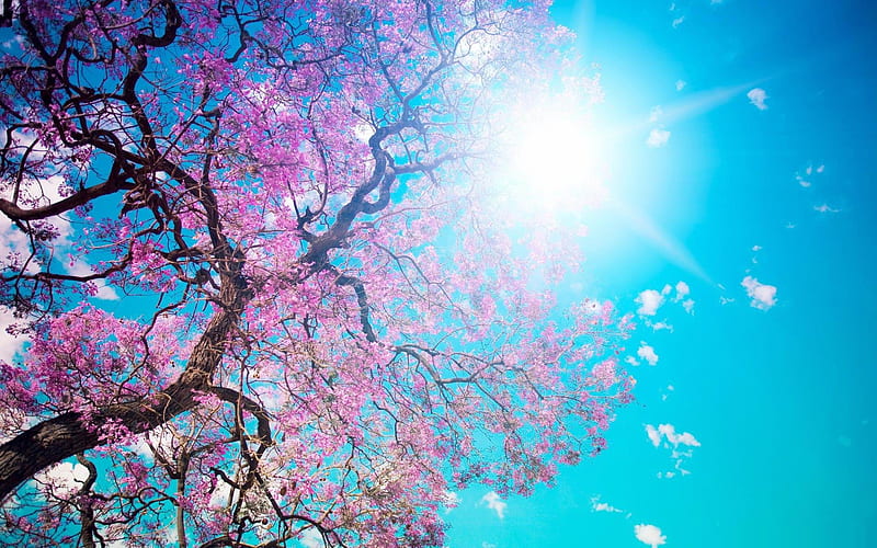 spring sunshine-beauty spring, HD wallpaper
