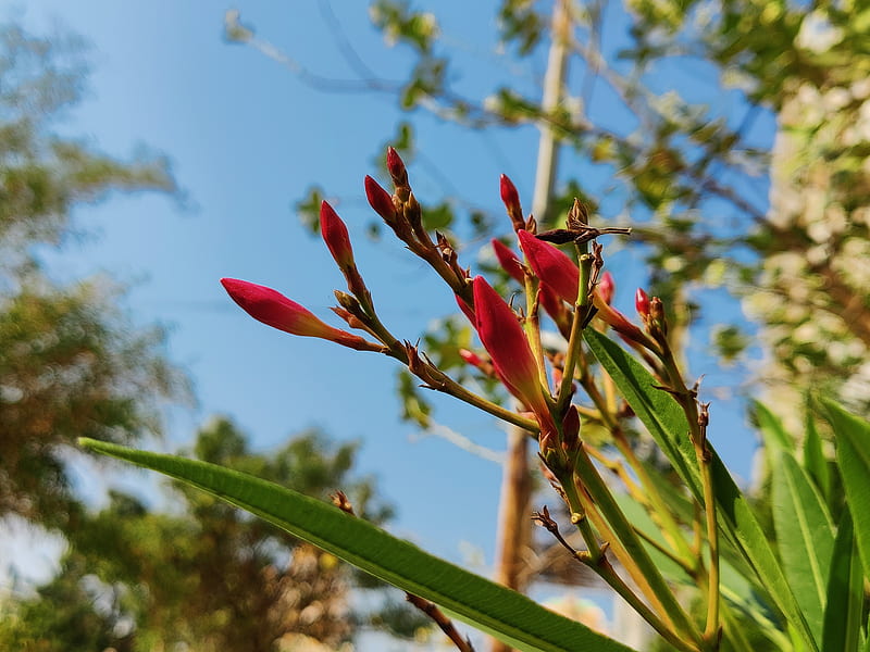 Flor, pájaro, pareja, floral, loro, amapola, Fondo de pantalla HD | Peakpx