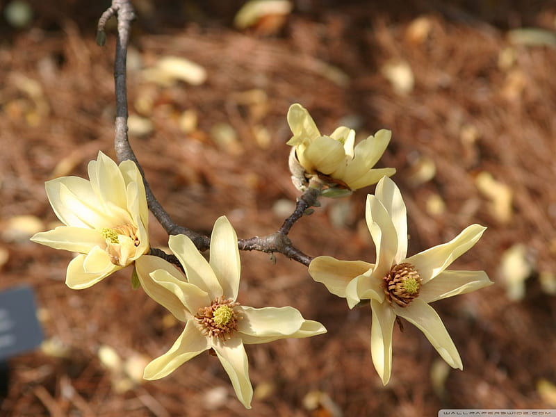 Flores de magnolia, amarillo, flores, magnolia, naturaleza, Fondo de  pantalla HD | Peakpx