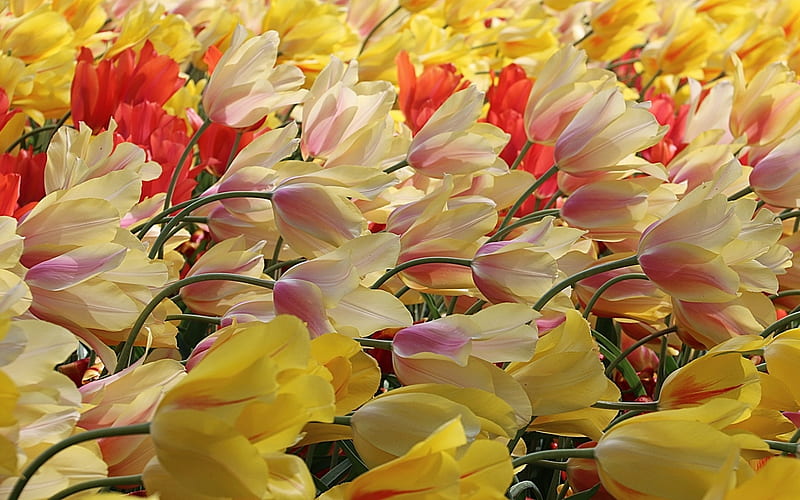 Tulips, red, wind, yellow, spring, lalele, texture, flower, white, field, tulip, HD wallpaper