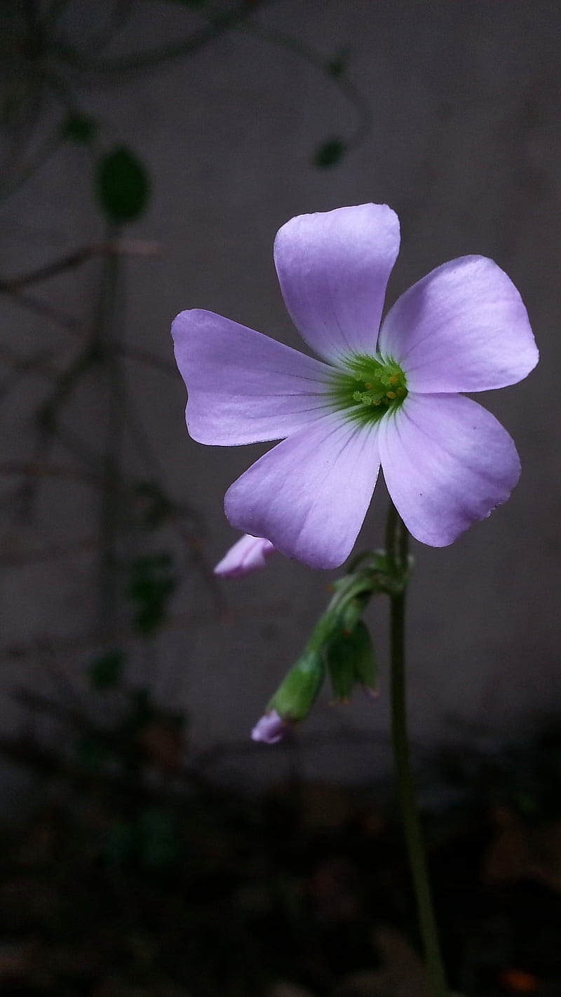 Flor morada, oscura, m1, Fondo de pantalla de teléfono HD | Peakpx