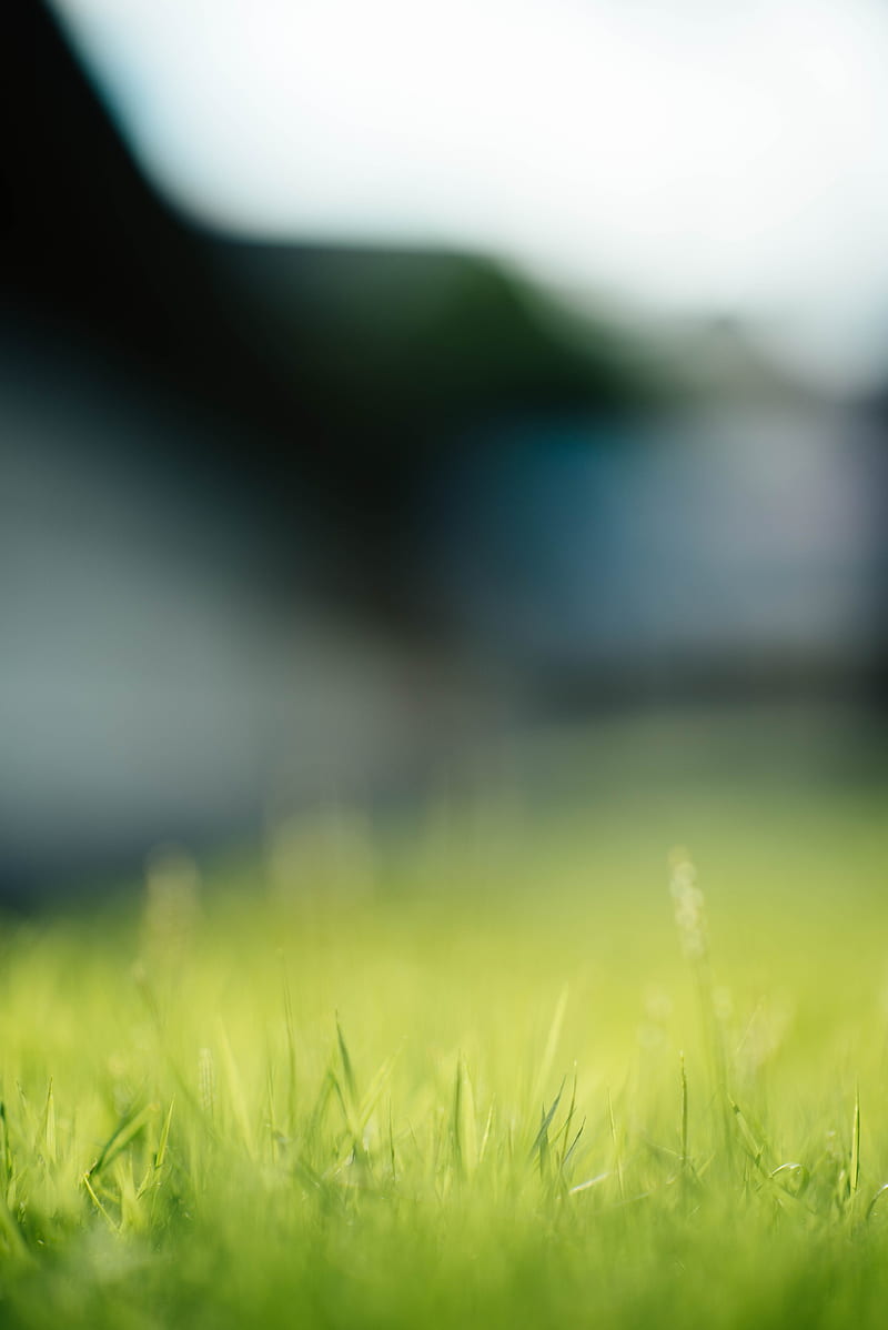 grass, meadow, HD phone wallpaper