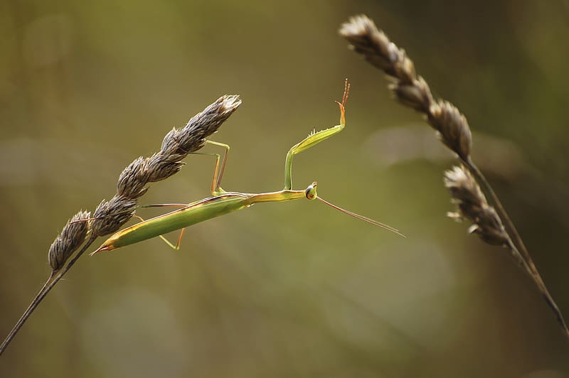 Grass, Insects, Macro, Insect, Animal, Praying Mantis, HD wallpaper