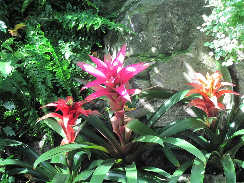 Exotic flowers at the pyramids 97, Bromeliad, graphy, green, garden, Flowers, pink, HD wallpaper