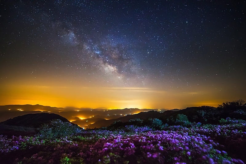 Cielo nocturno, flores, naturaleza, cielo, campo, Fondo de pantalla HD | Peakpx Cielo nocturno, flores, naturaleza, cielo, campo, Fondo de pantalla HD | Peakpx