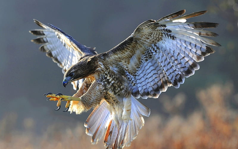 fauna, nature, birds of prey, falcon, falco, HD wallpaper