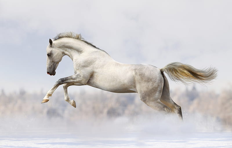 snow, white horse, running for , section животные -, HD wallpaper
