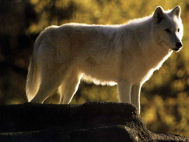Wolf in autumn, forest, wild, wildlife, nature, wolf, howl, animal, HD wallpaper