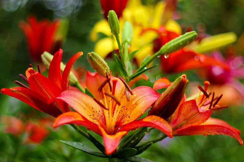 Orange lilies, wet, orange, garden, lilies, flowers, drops, bonito, spring, HD wallpaper