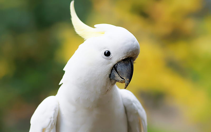 white cockatoo, big parrot, beautiful birds, white parrot, Cacatua alba, umbrella cockatoo, HD wallpaper